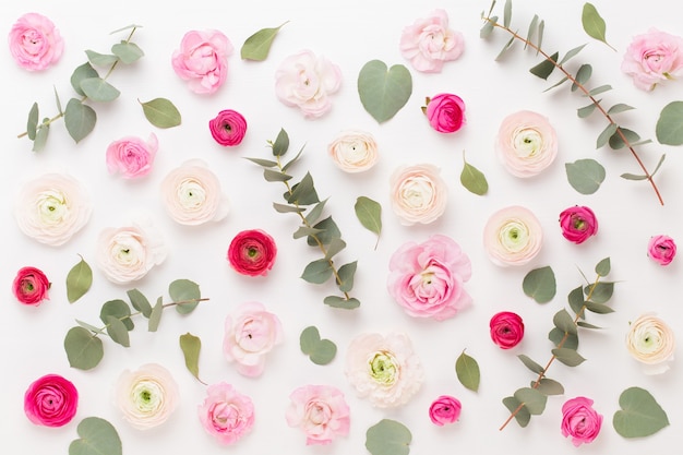 Hermosas flores de ranúnculo de colores sobre un fondo blanco. Tarjeta de felicitación del día de San Valentín.