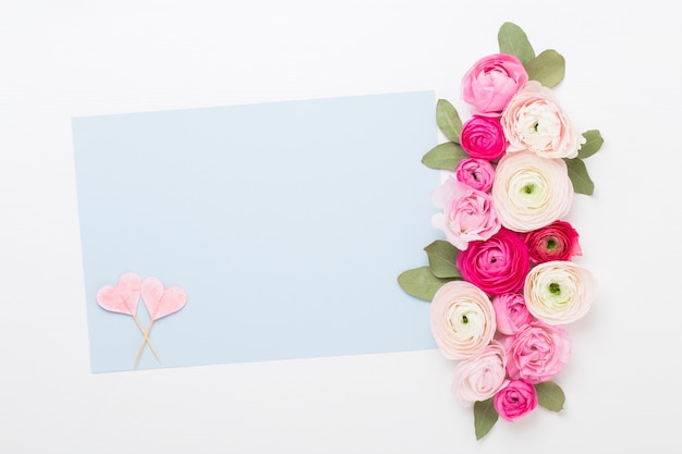 Hermosas flores de ranúnculo de colores sobre un fondo blanco. Tarjeta de felicitación del día de San Valentín.