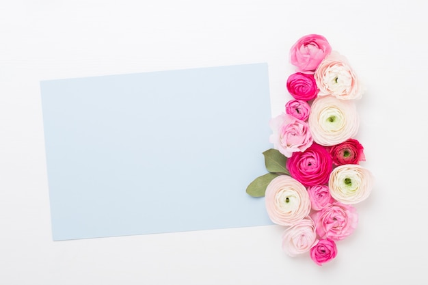 Hermosas flores de ranúnculo de colores sobre un fondo blanco. Tarjeta de felicitación de papel en blanco