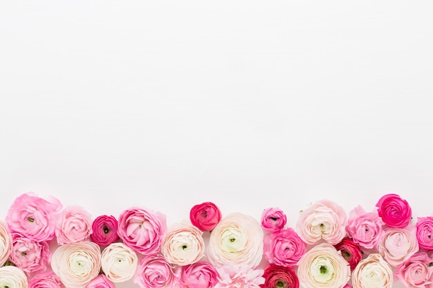 Foto hermosas flores de ranúnculo de colores sobre un fondo blanco.