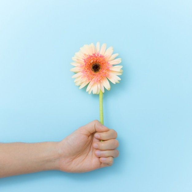 Hermosas flores para regalo en mano sobre fondo azul. Primavera e inspiración