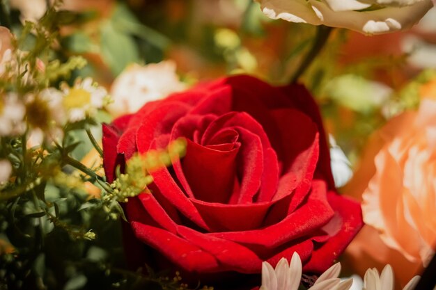 Hermosas flores para regalos navideños.