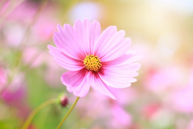 Foto hermosas flores para relajarse