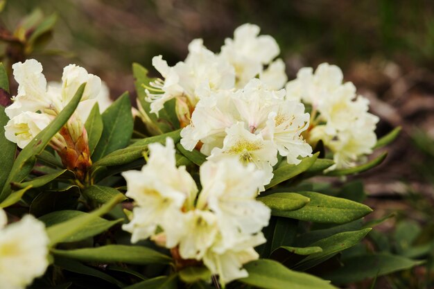 Hermosas flores de rododendro blanco de cerca. Naturaleza, plantas, botánica.