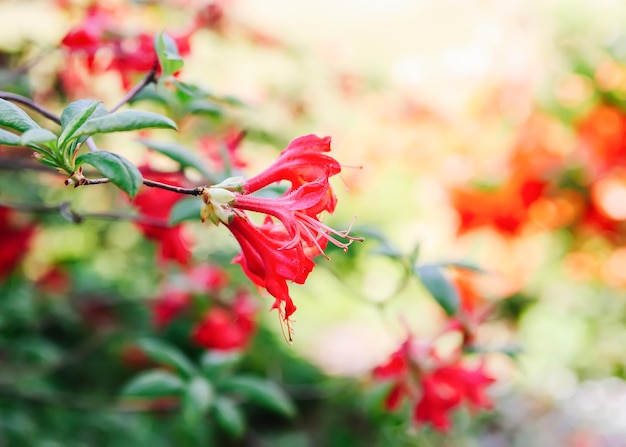 Hermosas flores de rododendro en el parque de primavera La temporada floreciente de azaleas y rododendros