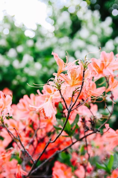 Hermosas flores de rododendro en el parque de primavera La temporada floreciente de azaleas y rododendros