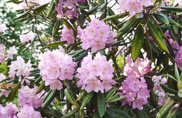 Hermosas flores de rododendro en el parque de primavera La temporada floreciente de azaleas y rododendros