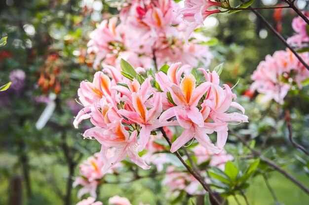 Hermosas flores de rododendro en el parque de primavera La temporada floreciente de azaleas y rododendros