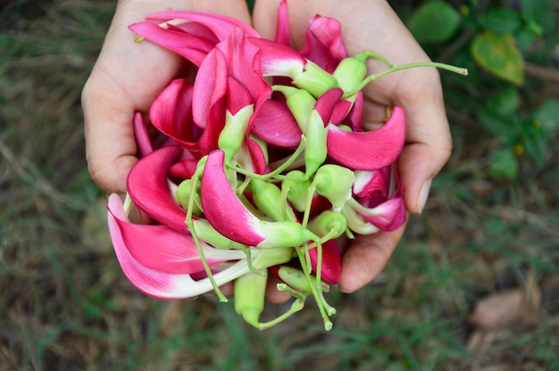 Foto las hermosas flores rojas de agusta en tailandia se llaman dok khae el agar rojo es una planta medicinal