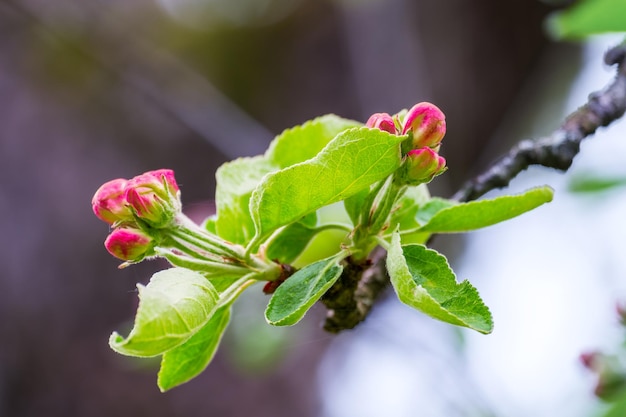 Hermosas flores rojas árbol que florece a principios de la primavera fondo borroso Foto de alta calidad