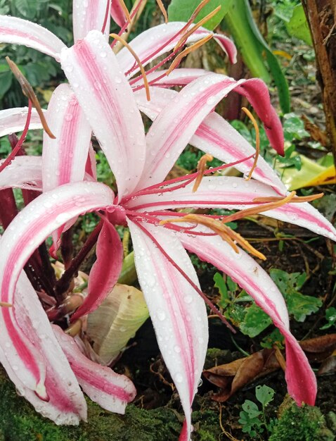 Foto hermosas flores rojas blanquecinas vistas de cerca