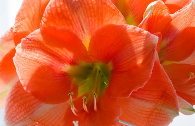 Hermosas flores rojas de macro Amaryllis en primavera.