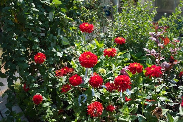 Hermosas flores rojas Marigolds Aster family sobre un fondo de hojas verdes en verano