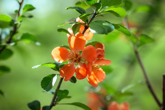 Hermosas flores rojas membrillo queenapple apple membrillo