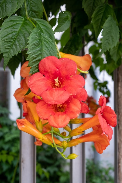 Foto hermosas flores rojas y naranjas de la vid de trompeta o enredadera de trompeta