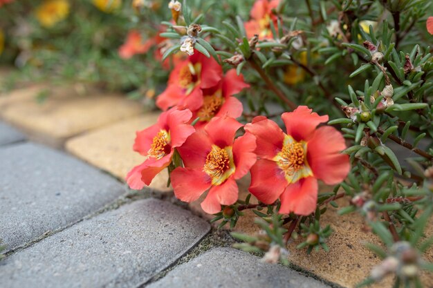 Hermosas flores rojas Portulaca oleracea en el jardín junto al sendero.