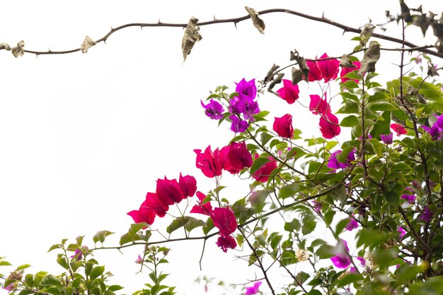 Las hermosas flores rojas y púrpuras de las buganvillas