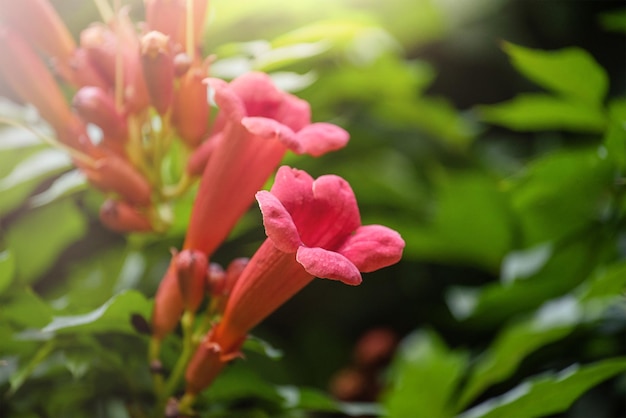 Foto hermosas flores rojas de la vid de trompeta o enredadera de trompeta campsis radicans