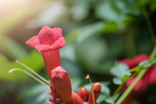 Foto hermosas flores rojas de la vid de trompeta o enredadera de trompeta campsis radicans