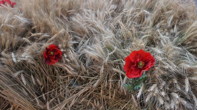 hermosas flores rojas