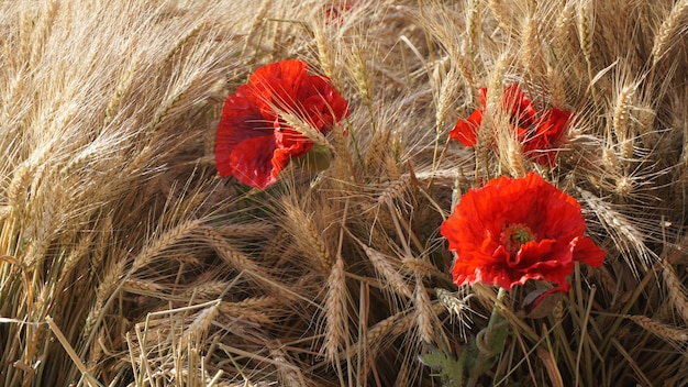 hermosas flores rojas