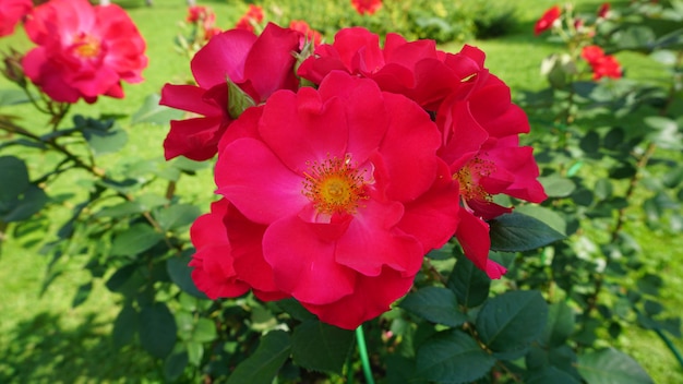 hermosas flores rojas