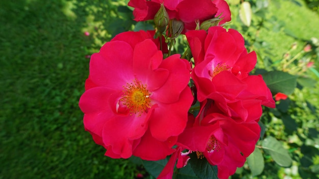 hermosas flores rojas