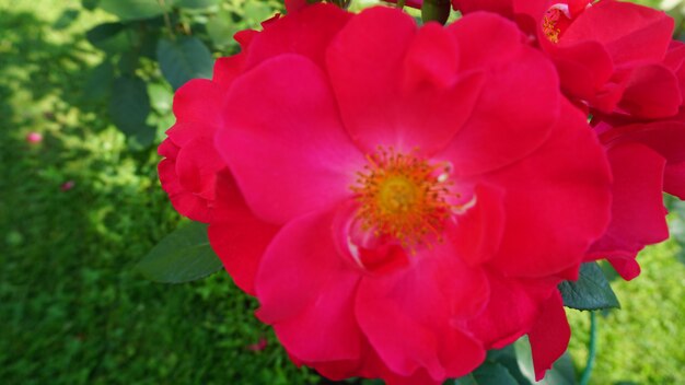 hermosas flores rojas