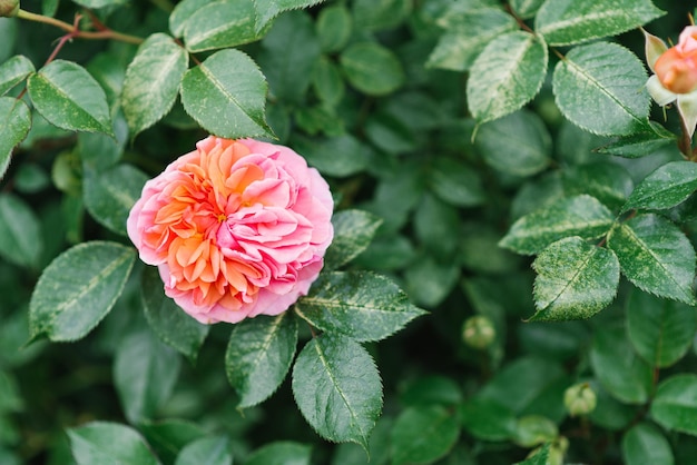 Hermosas flores de la rosa Chippendale en forma de peonía en el jardín en verano