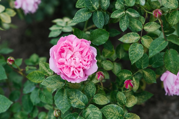 Hermosas flores de la rosa inglesa en forma de peonía Mary Rose en el jardín en verano