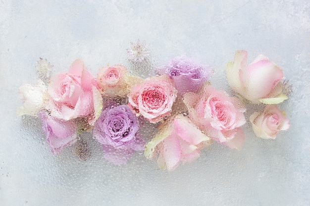 Hermosas flores de rosa rosa a través del cristal con fondo de gotas de agua