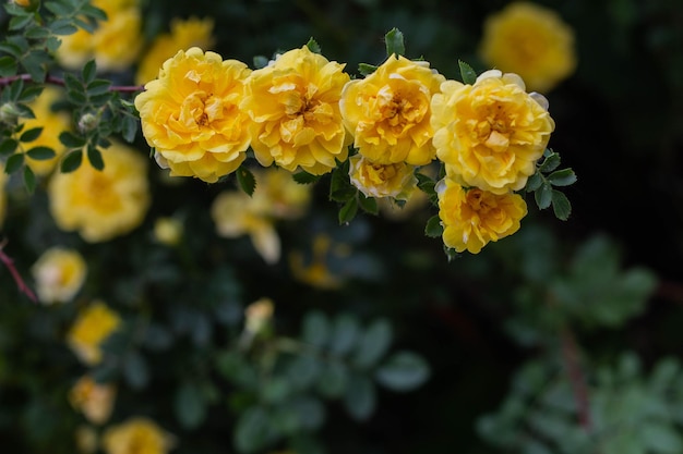 Hermosas flores de rosa de té amarillo en las ramas del jardín