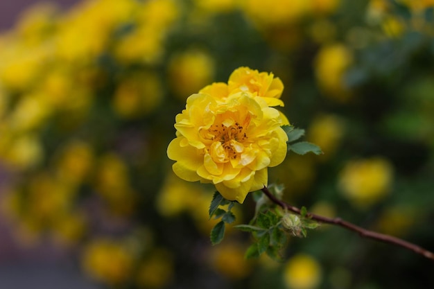 Hermosas flores de rosa de té amarillo en las ramas del jardín