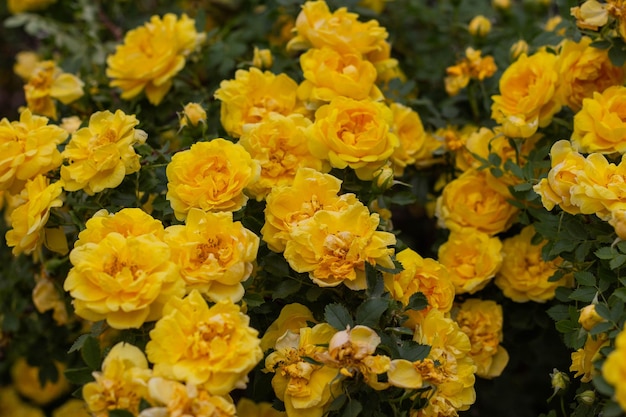 Hermosas flores de rosa de té amarillo en las ramas del jardín