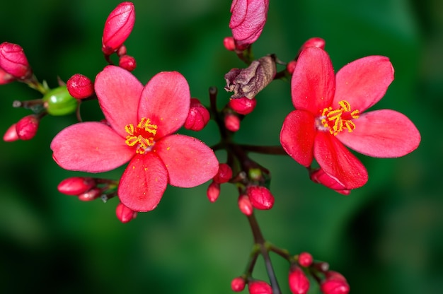 Hermosas flores rosadas y capullos de una planta