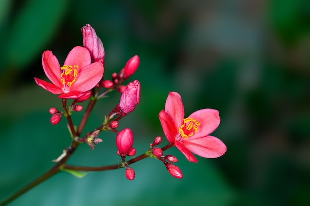 Hermosas flores rosadas y capullos de una planta