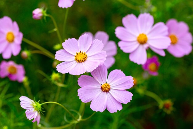 Hermosas flores rosadas de cosmea o Cosmos bipinnatus en un enfoque selectivo de pradera floreciente