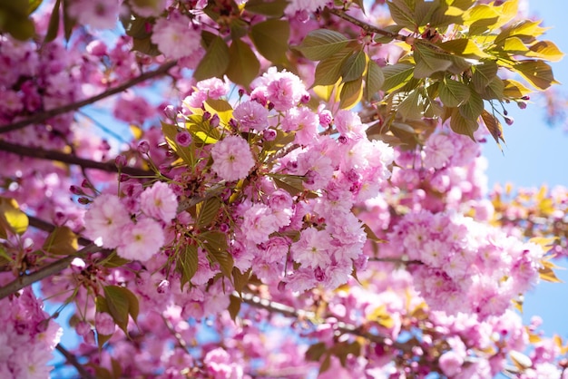 Hermosas flores rosadas del floreciente árbol de sakura en primavera