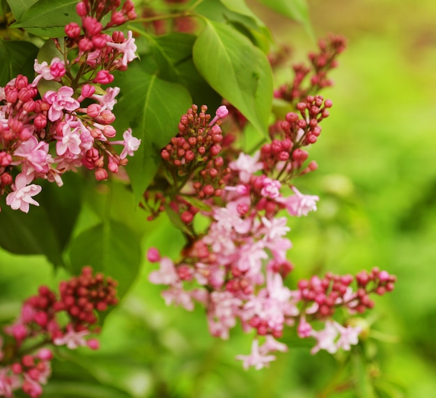 Hermosas flores rosadas en el jardín, verano