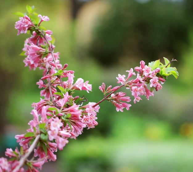 hermosas flores rosadas en el jardín