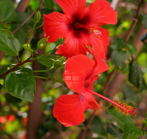 hermosas flores rosadas en el jardín