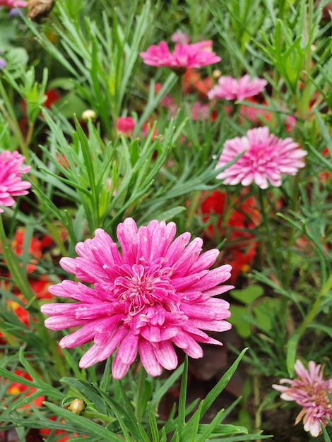 hermosas flores rosadas en el jardín