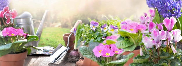 Hermosas flores rosadas de primavera y equipo de jardín en una mesa en un jardín