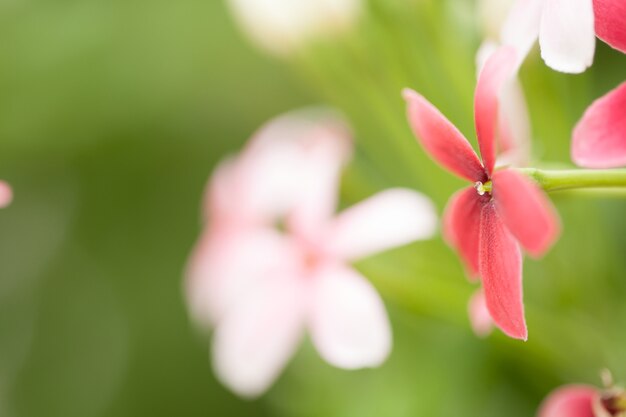 Hermosas flores rosadas