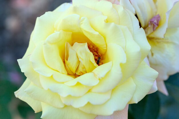 Hermosas flores rosas amarillas de cerca