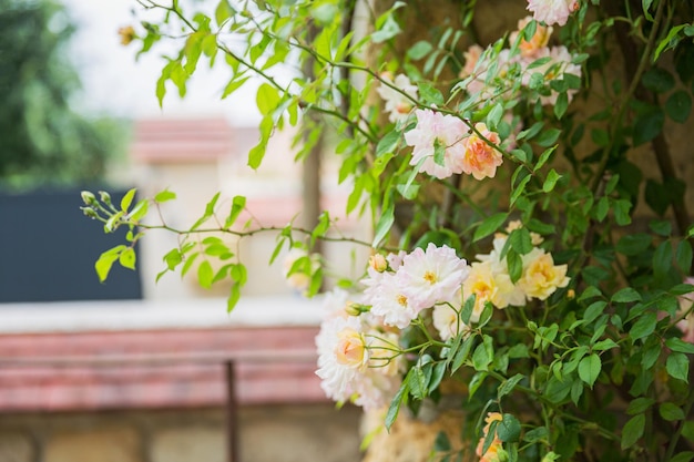 Hermosas flores rosas blancas y amarillas Magnífico arbusto de rosa cerca de la antigua muralla
