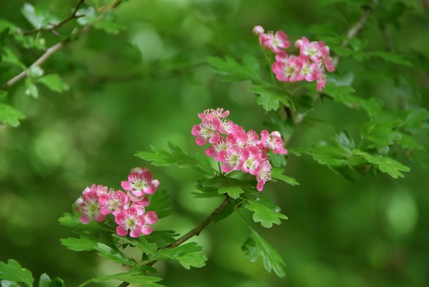 hermosas flores rosas en el bosque