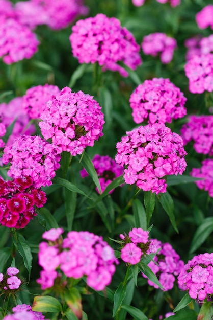 Hermosas flores rosas brillantes de clavel turco en el jardín de verano