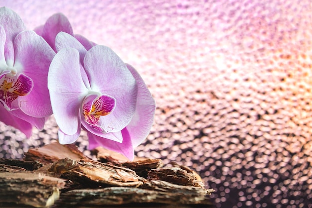 Hermosas flores rosas de cerca sobre un fondo de vidrio con gotas