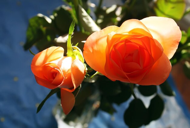 Hermosas flores rosas de cerca